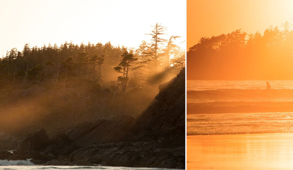 Late afternoon light streams through wind stunted fir and spruce trees.  Vancouver Island, BC.  Canada.