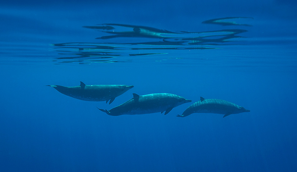 Mésoplodons de Blainville is a really rare specimen of dolphin in Tahiti. Photo: <a href=\"https://benthouard.com/\" target=_blank>Ben Thouard</a>.
