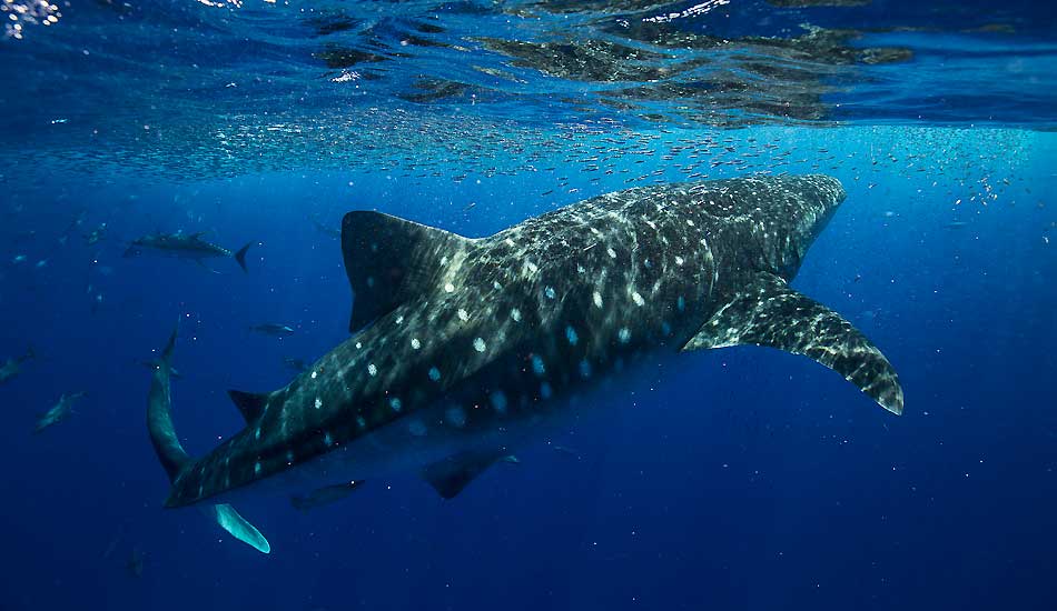 Whale Shark  surrounded by a strong activity. Photo: <a href=\"https://benthouard.com/\" target=_blank>Ben Thouard</a>.