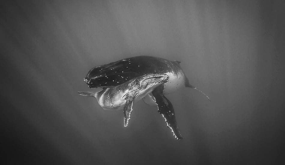 Humpback whales, Tahiti. Photo: <a href=\"https://benthouard.com/\" target=_blank>Ben Thouard</a>.