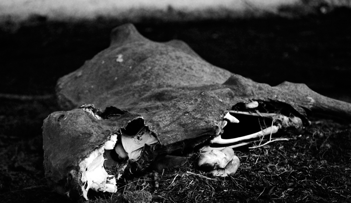 The elements are harsh in these parts and take their toll. Photo: <a href=\"https://mattkleiner.4ormat.com/\">Matt Kleiner</a>