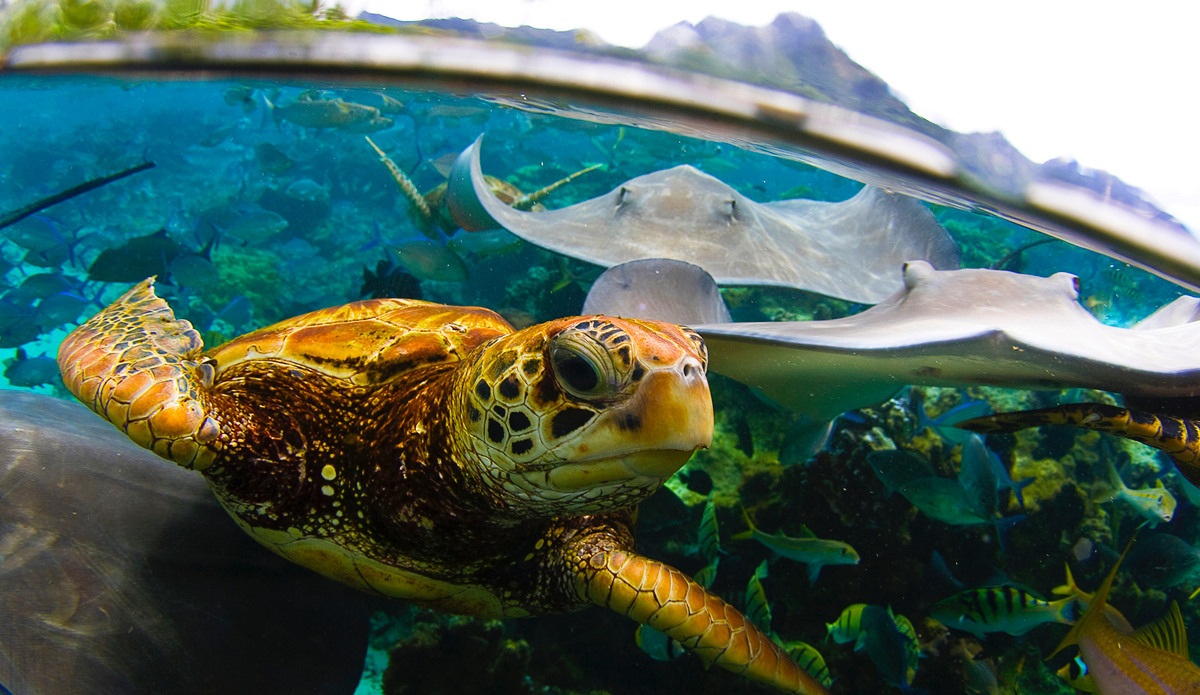 "I was shooting the Mantas and pushing them off me to get them in my viewfinder and I felt something tap me on my arm and looked down to see this turtle trying to get my attention. Crazy, crazy experiance." Photo: <a href="https://www.brianbielmann.com">Brian Bielmann</a>