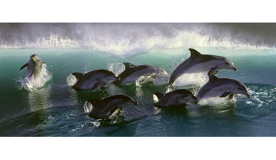 South Africa, 2000. For my first six years of shooting in SA, I kept being told this shot was faked. It's not. Photo: <a href="https://www.greghuglin.com">Greg Huglin.</a>