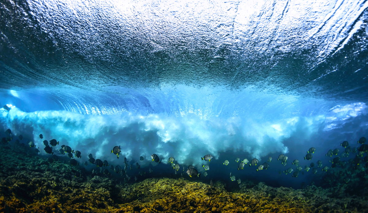 Photo: <a href=\"https://www.brianbielmann.com\">BrianBielmann.com</a>