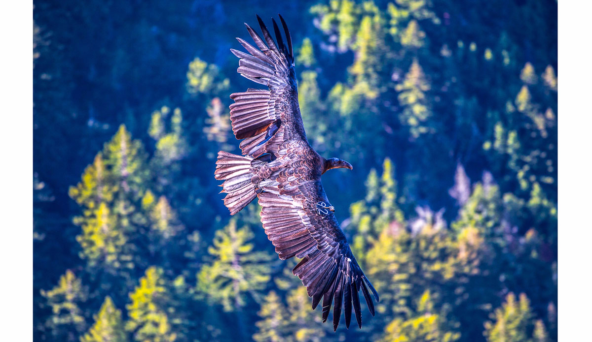 Photo:<a href=\"https://www.julien-bacal.com/\"> Julien Bacal</a>