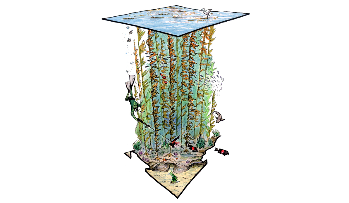 Kelp Warden. Illustration: Blaze Syka