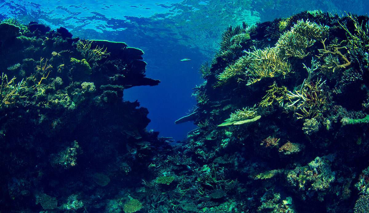 Dirty Bathwater... Beneath the surface... Photo: <a href=\"https://www.bobridges.com/\">Bo Bridges</a>