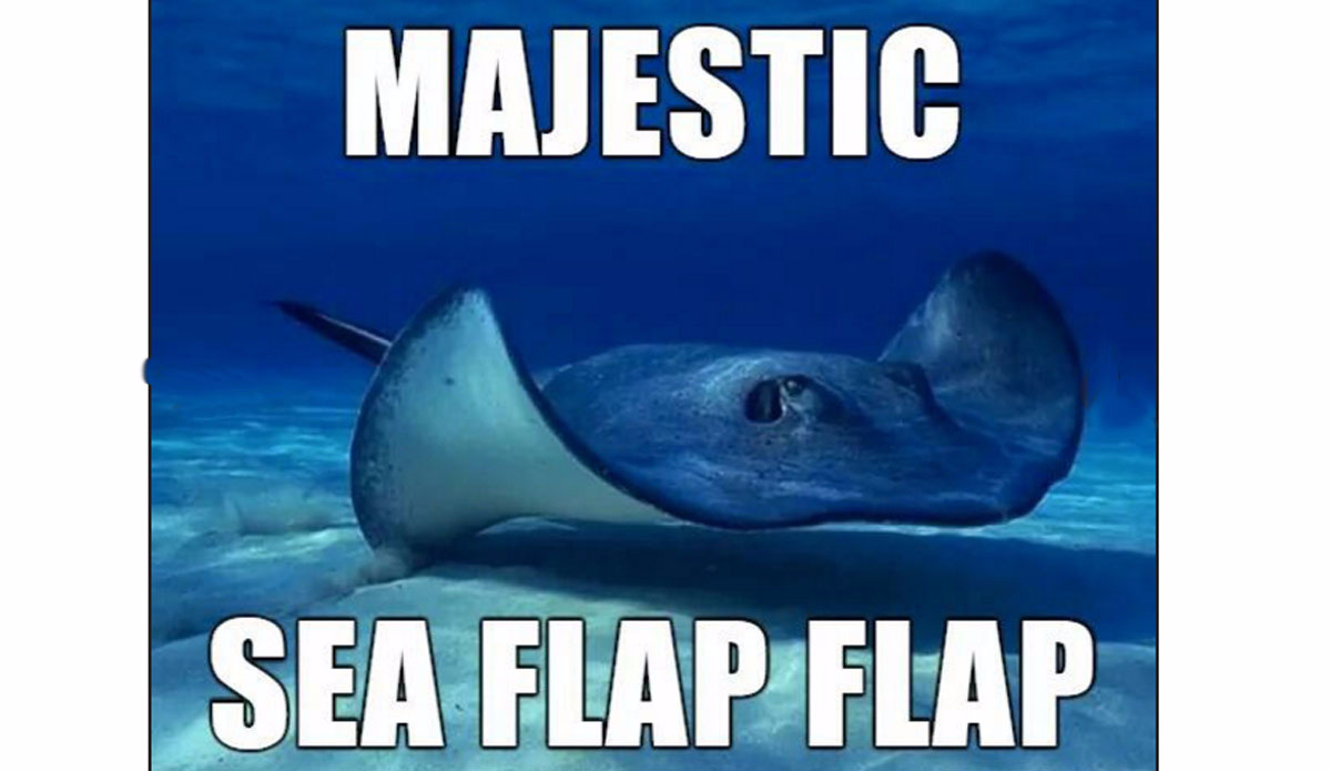 The Majestic Sea Flap 
