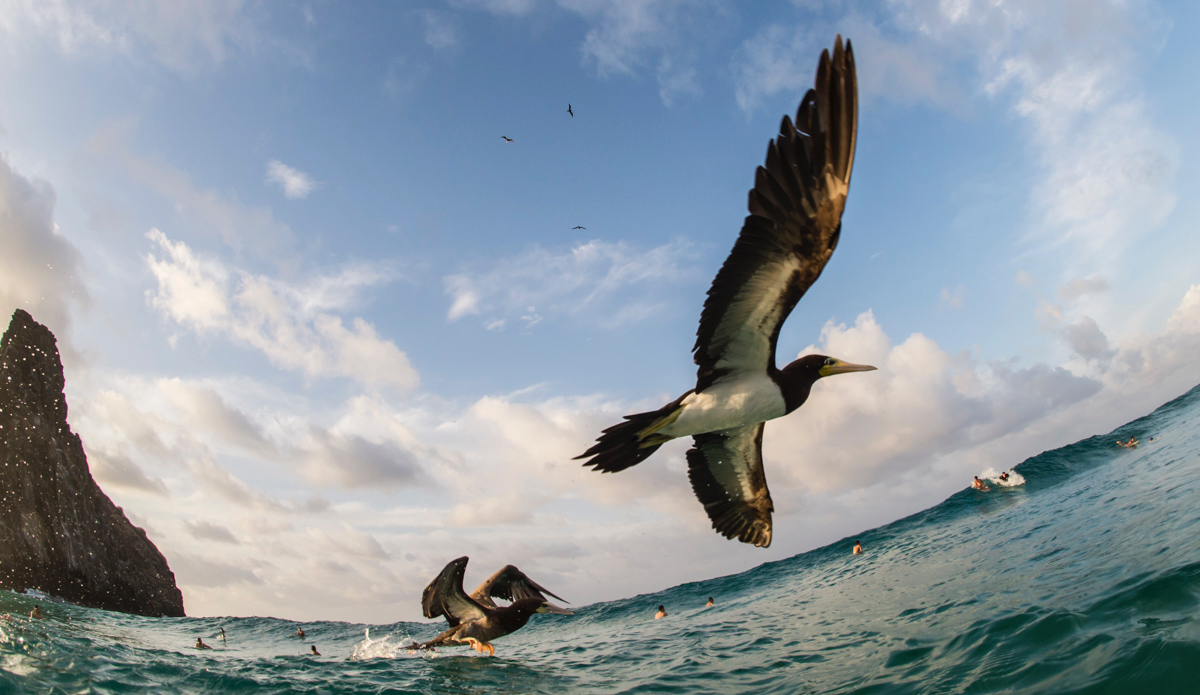 Brown booby fly by. Photo: <a href=\"https://www.thesurfoffice.com/blog/2014/11/27/brendan-it-director-surf-photographer\"> Brendan Bank</a>