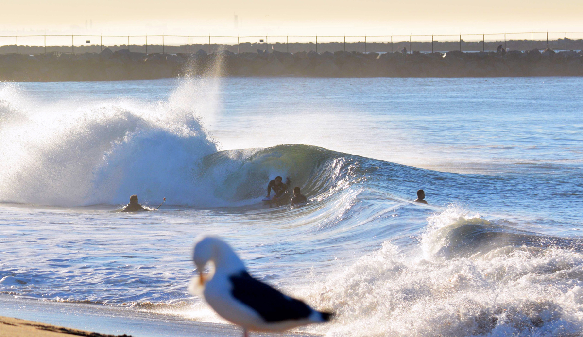 Bird photo bombing. Photo: Wes Harding
