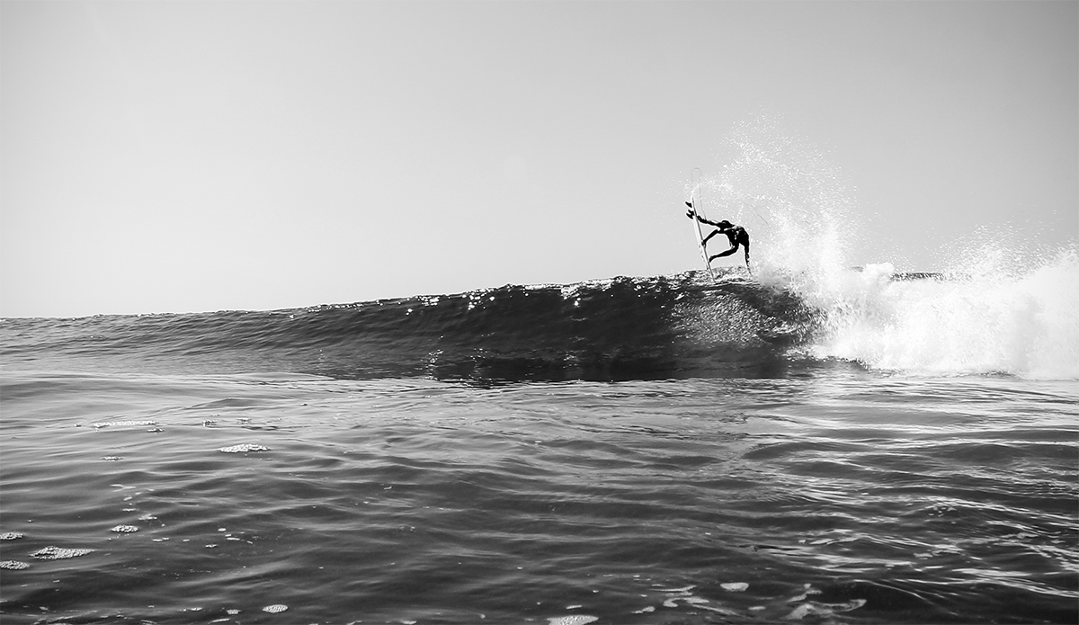 Photo: <a href=\"https://insectoart.com/\"> Carlos Palacios</a>