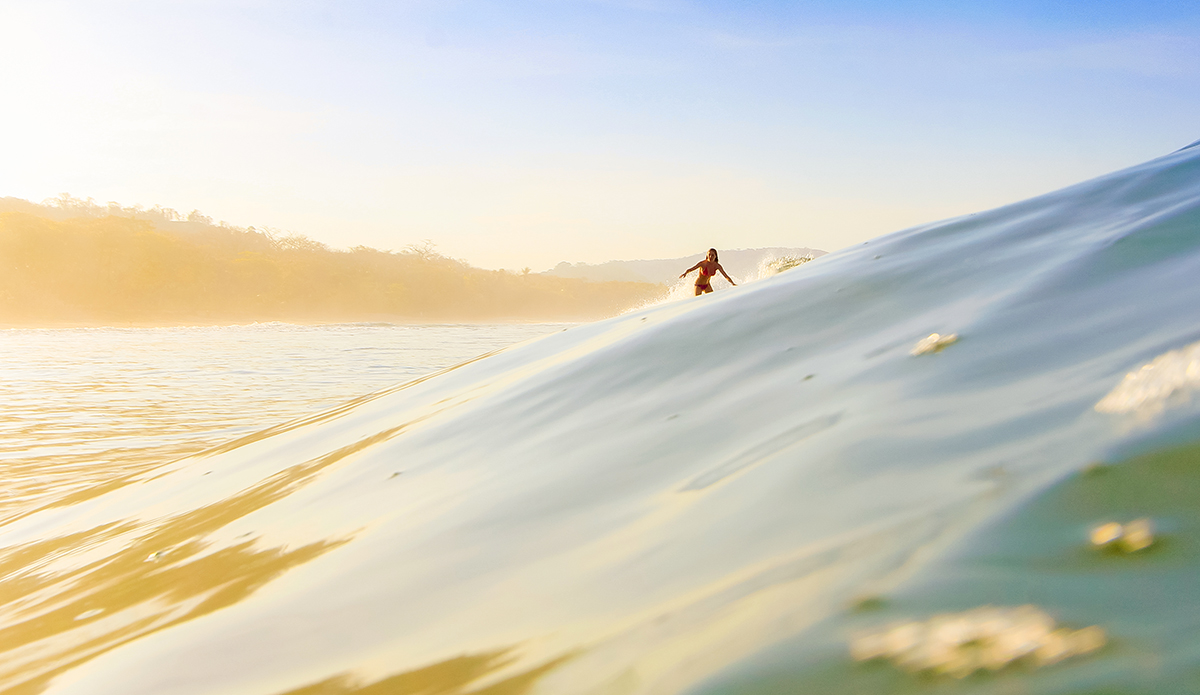 Photo: <a href=\"https://insectoart.com/\"> Carlos Palacios</a>