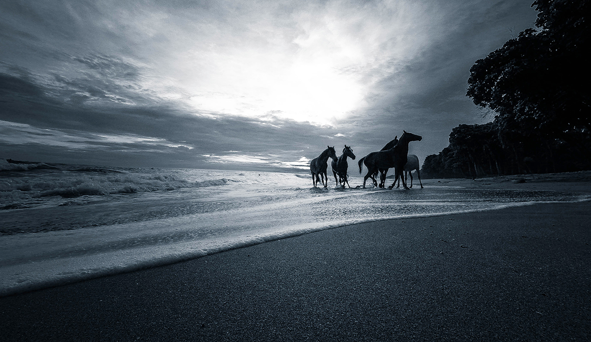 Photo: <a href=\"https://insectoart.com/\"> Carlos Palacios</a>