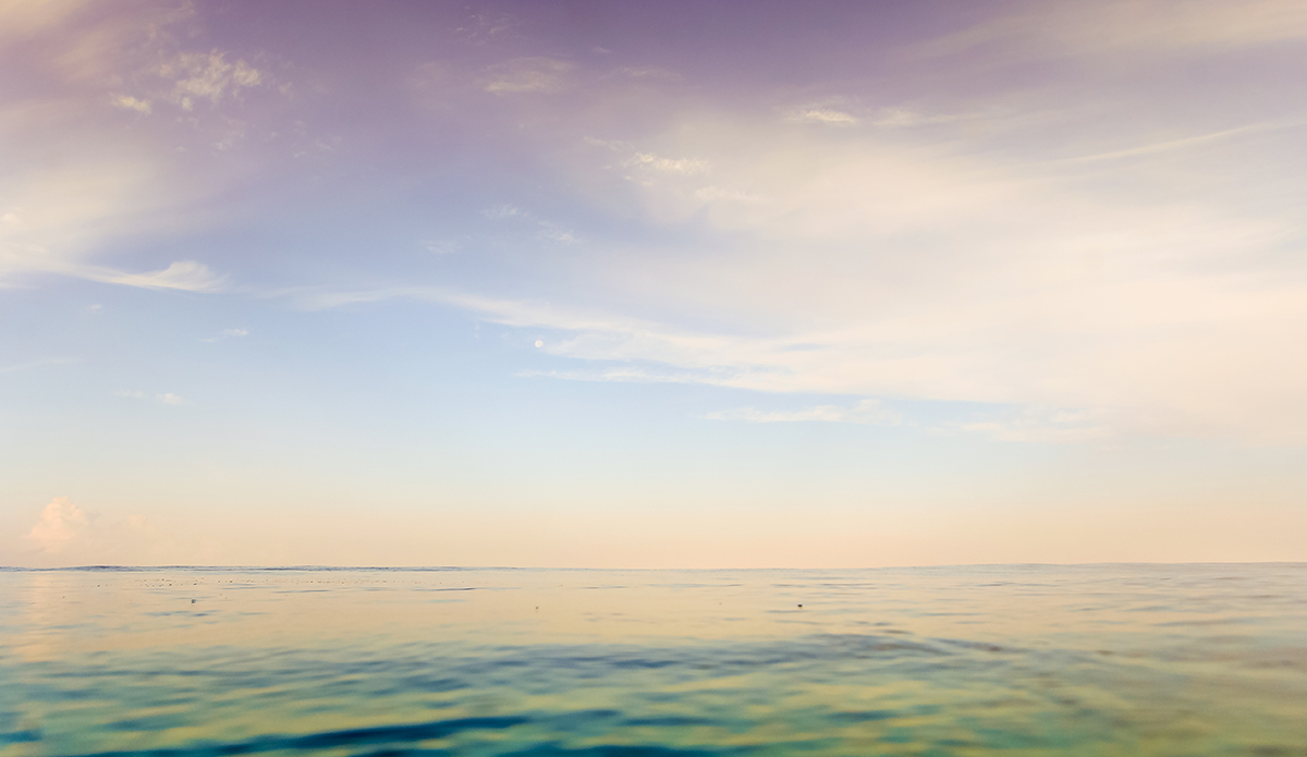 Photo: <a href=\"https://insectoart.com/\"> Carlos Palacios</a>