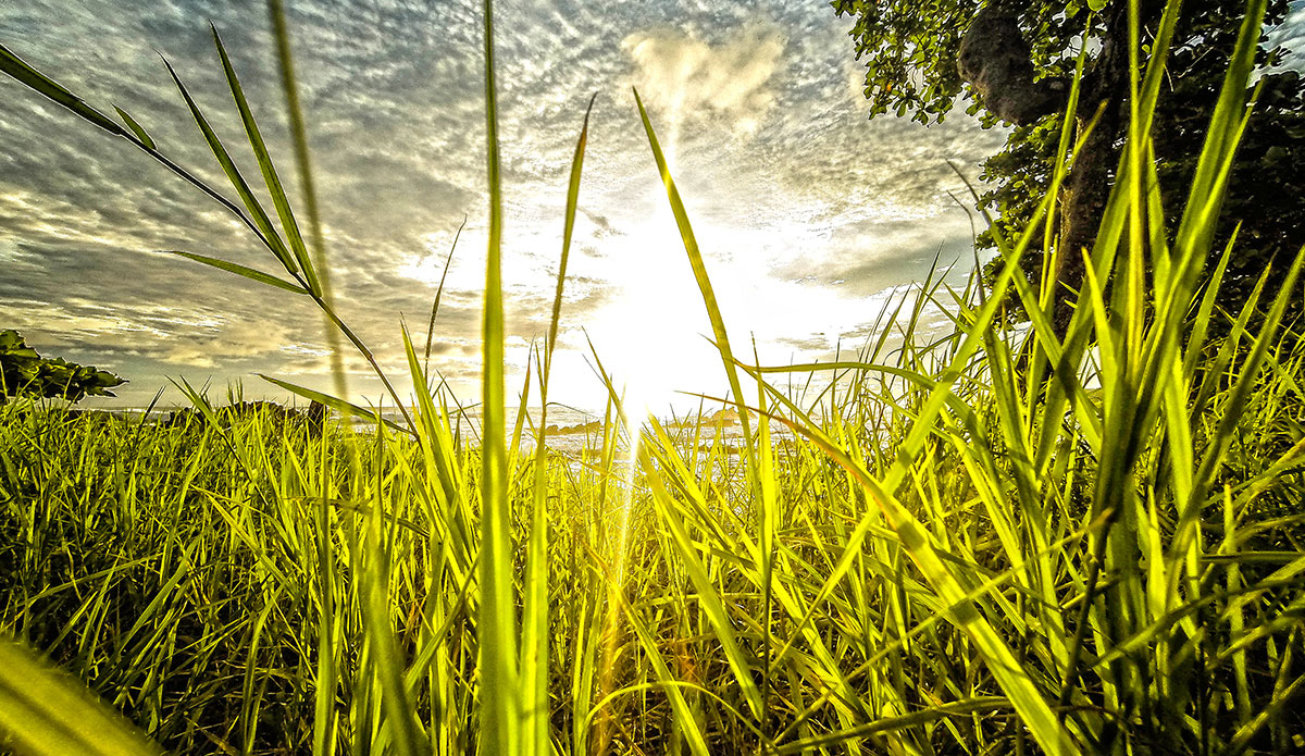 Photo: <a href=\"https://insectoart.com/\"> Carlos Palacios</a>