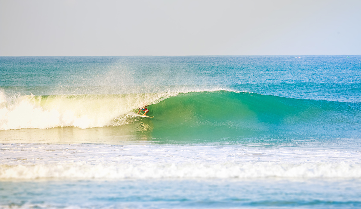 Photo: <a href=\"https://insectoart.com/\"> Carlos Palacios</a>