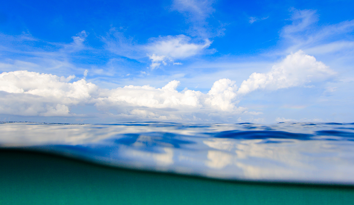 Photo: <a href=\"https://insectoart.com/\"> Carlos Palacios</a>