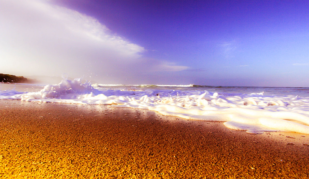 Photo: <a href=\"https://insectoart.com/\"> Carlos Palacios</a>