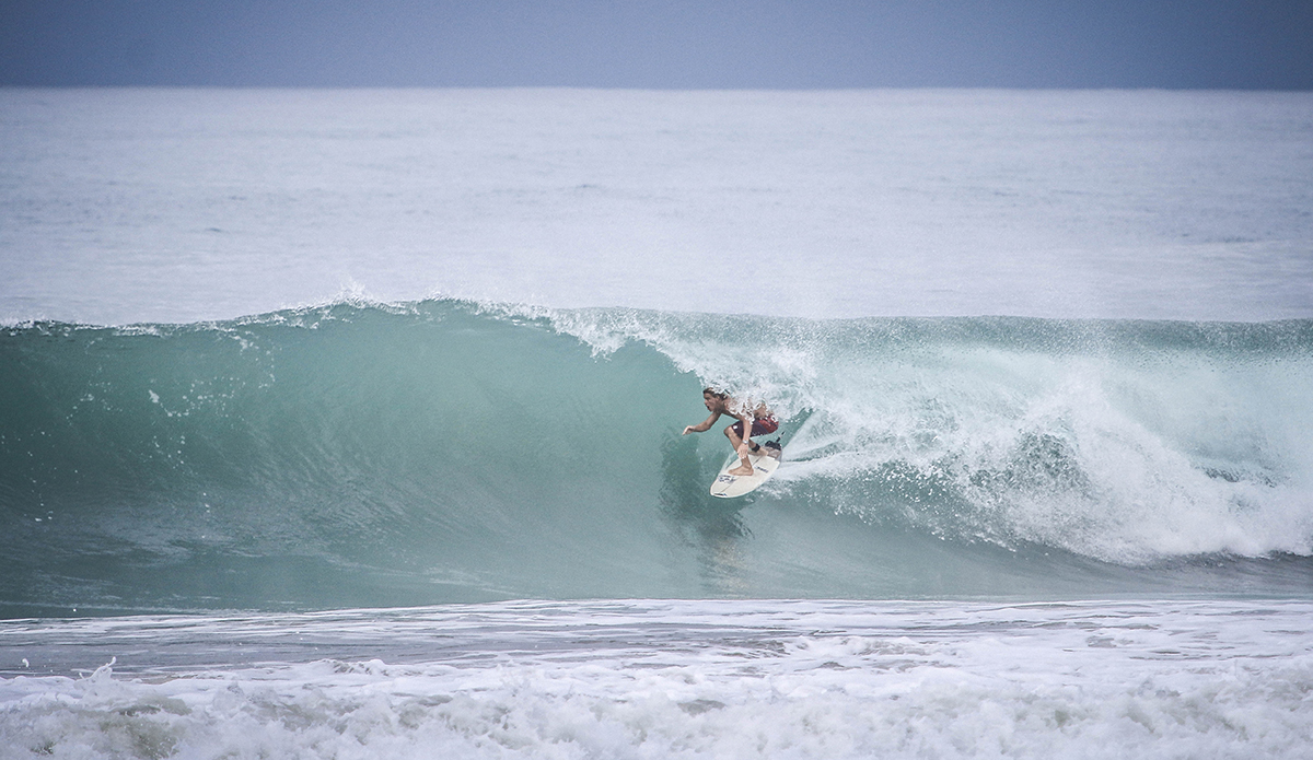 Photo: <a href=\"https://insectoart.com/\"> Carlos Palacios</a>