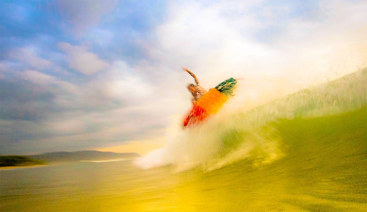 Photo: <a href=\"https://insectoart.com/\"> Carlos Palacios</a>