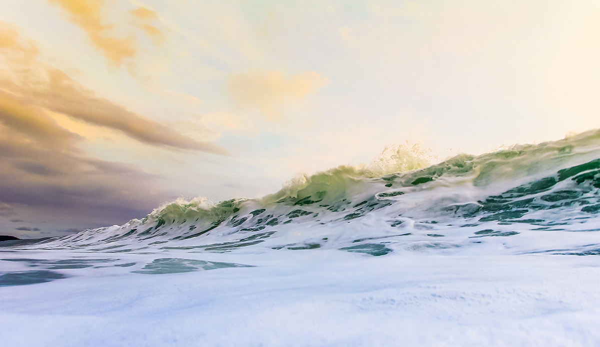 Photo: <a href=\"https://insectoart.com/\"> Carlos Palacios</a>