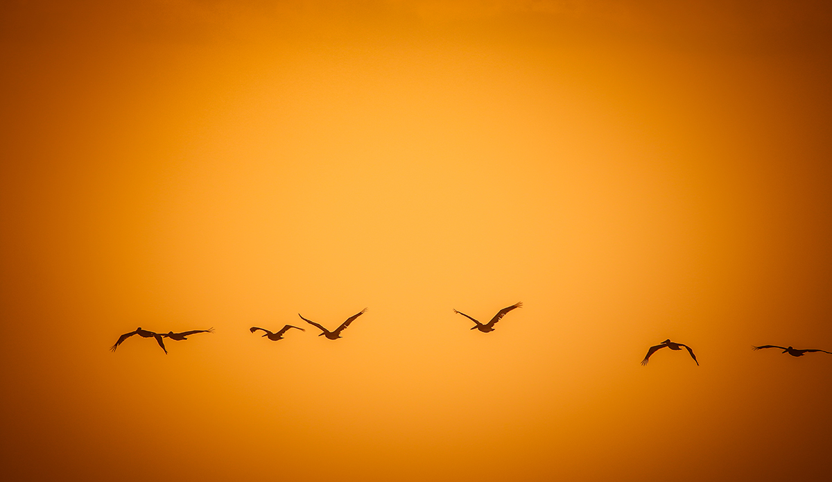 Photo: <a href=\"https://insectoart.com/\"> Carlos Palacios</a>