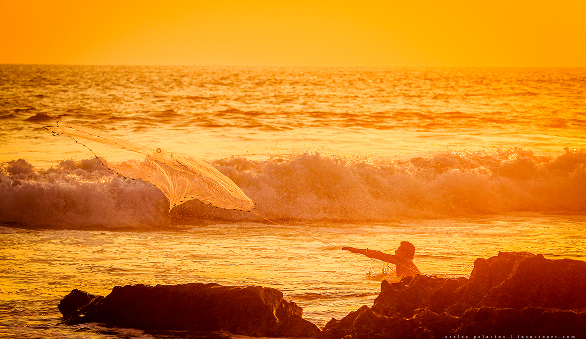 Photo: <a href=\"https://insectoart.com/\"> Carlos Palacios</a>