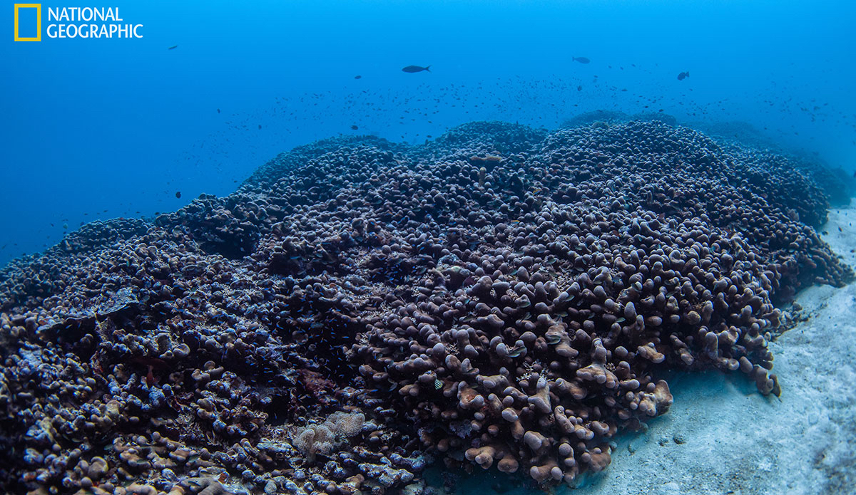 Photo: National Geographic