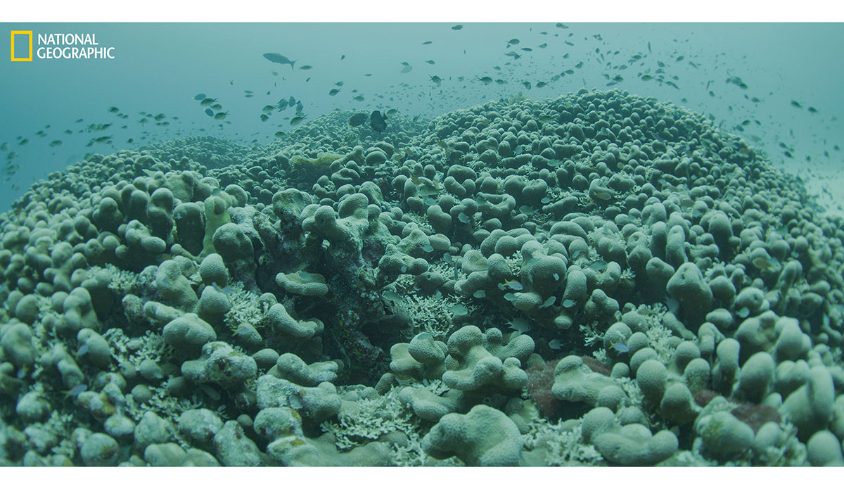 Photo: National Geographic