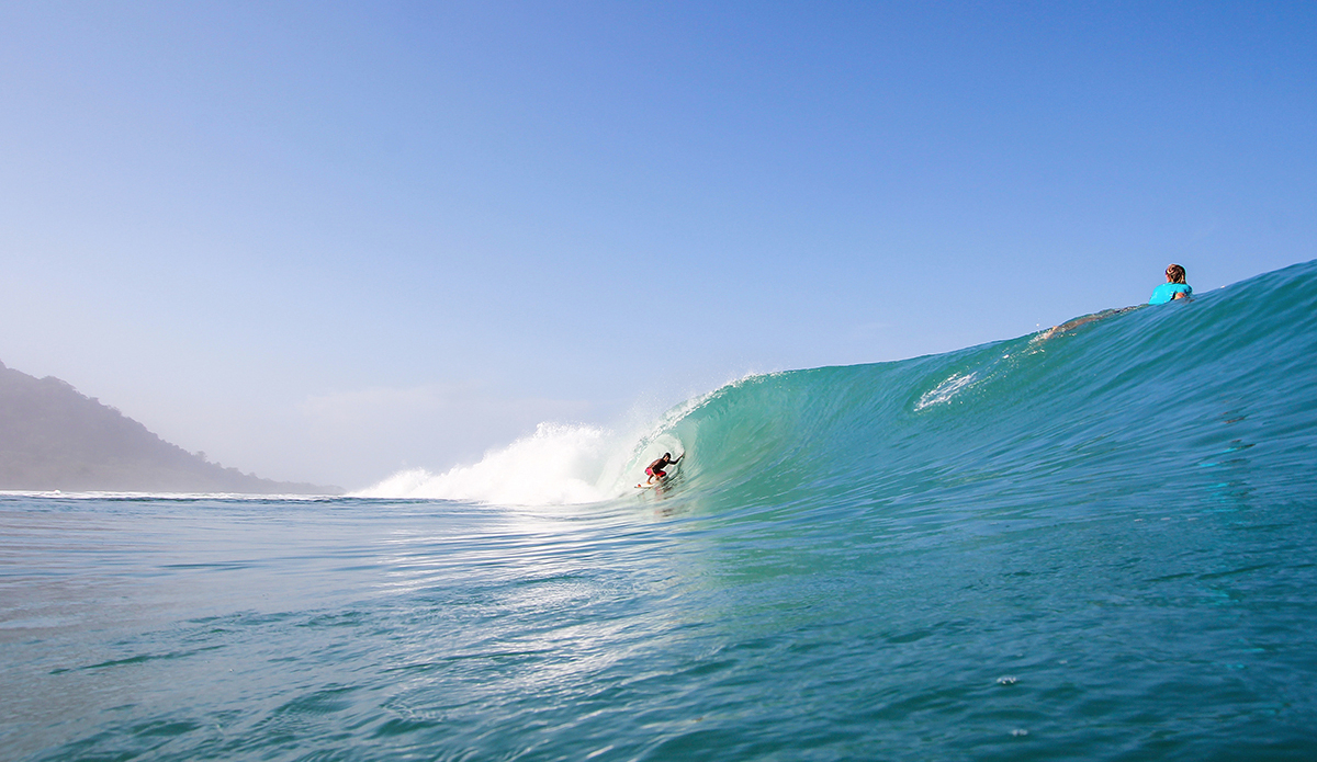 Photo: <a href=\"https://www.insectoart.com\">Carlos Palacios</a>