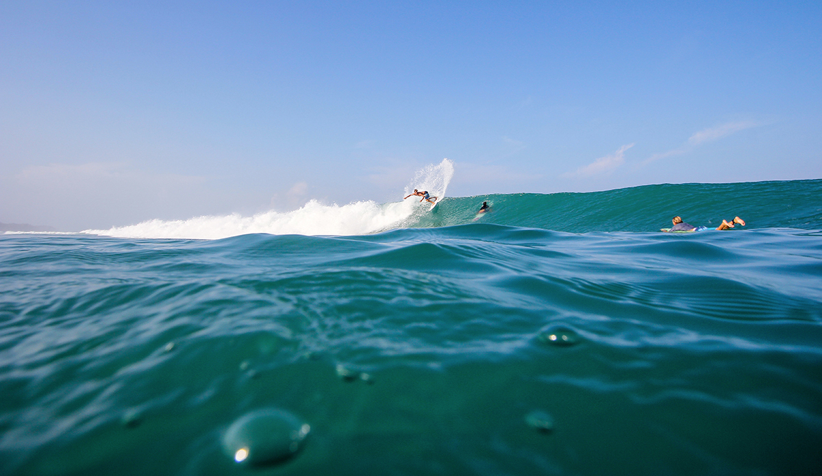 Photo: <a href=\"https://www.insectoart.com\">Carlos Palacios</a>