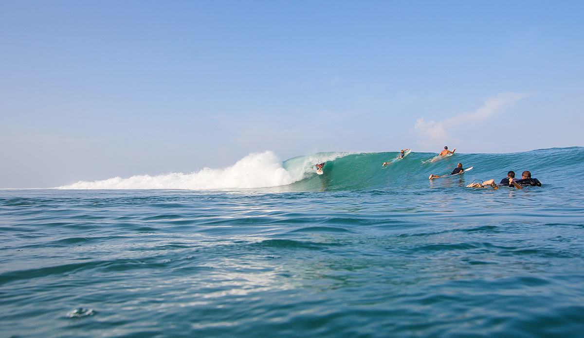 Photo: <a href=\"https://www.insectoart.com\">Carlos Palacios</a>