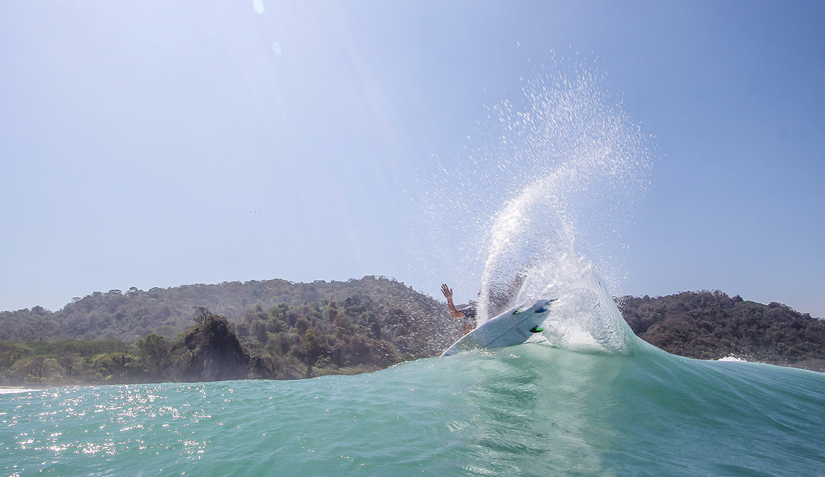 Photo: <a href=\"https://www.insectoart.com\">Carlos Palacios</a>