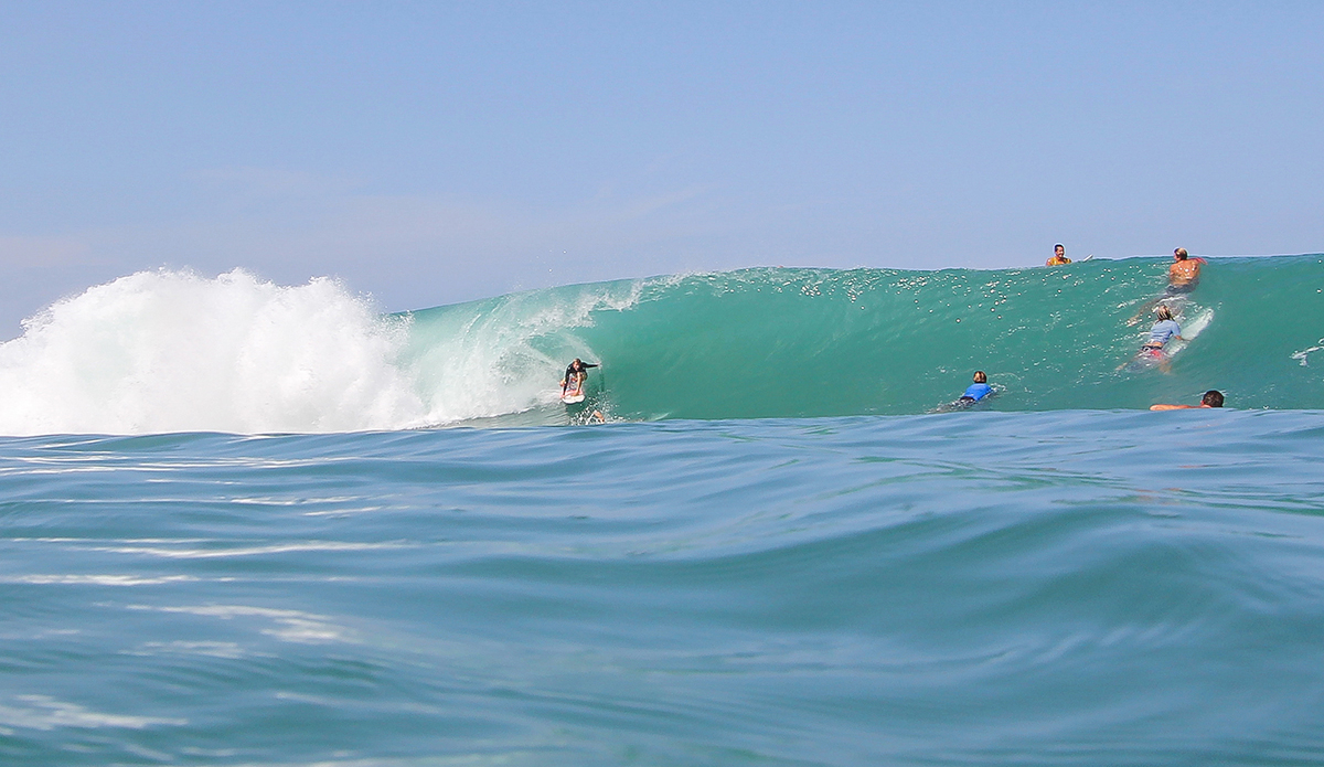 Photo: <a href=\"https://www.insectoart.com\">Carlos Palacios</a>