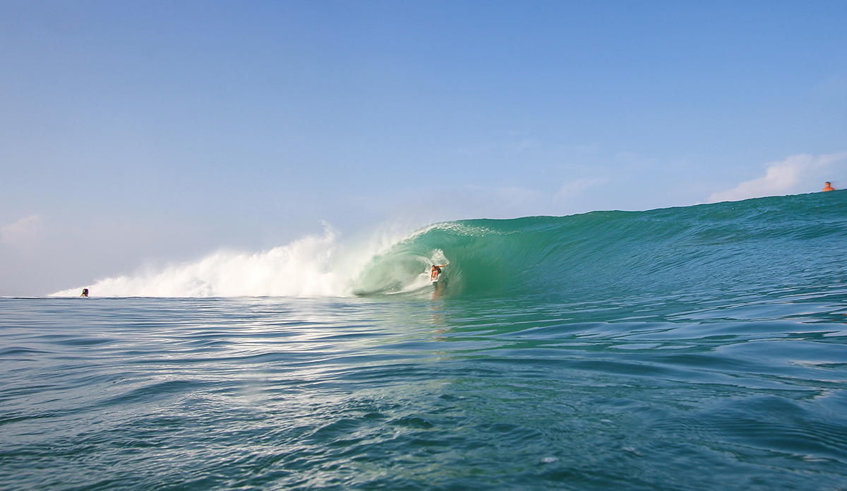 Photo: <a href=\"https://www.insectoart.com\">Carlos Palacios</a>