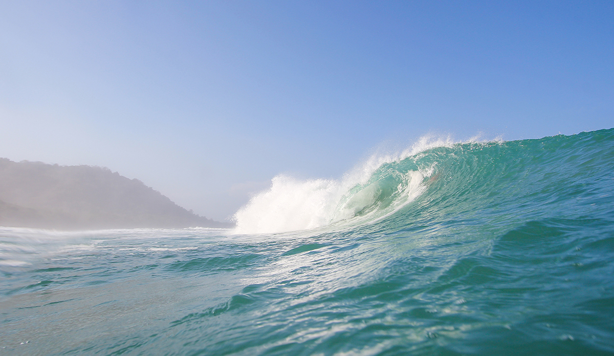 Photo: <a href=\"https://www.insectoart.com\">Carlos Palacios</a>