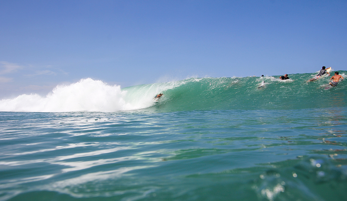 Photo: <a href=\"https://www.insectoart.com\">Carlos Palacios</a>