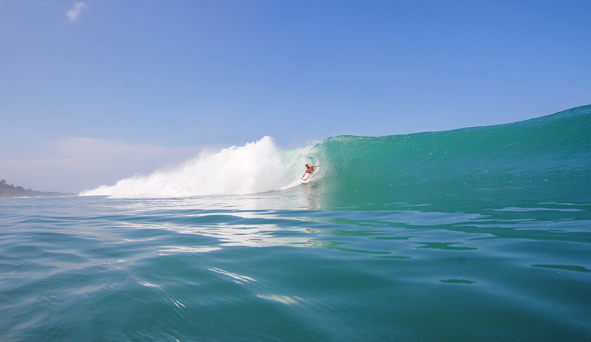 Photo: <a href=\"https://www.insectoart.com\">Carlos Palacios</a>