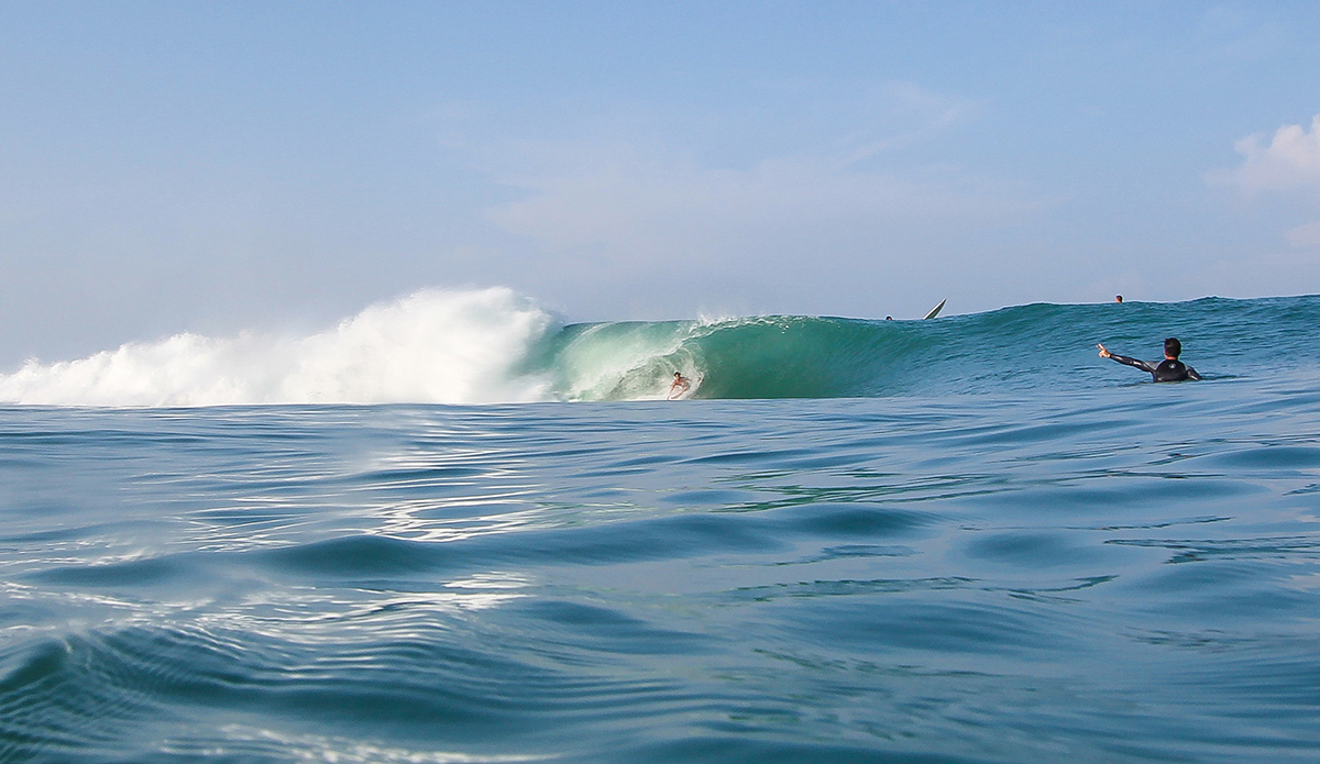 Photo: <a href=\"https://www.insectoart.com\">Carlos Palacios</a>