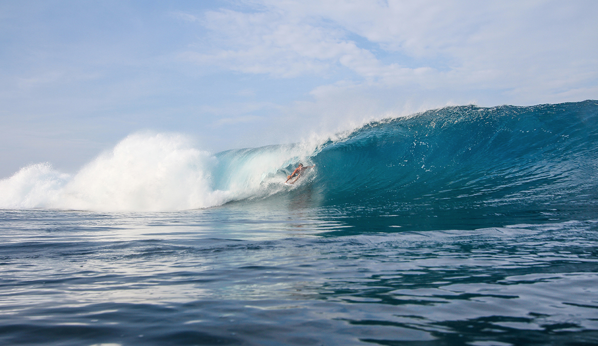 Photo: <a href=\"https://www.insectoart.com\">Carlos Palacios</a>