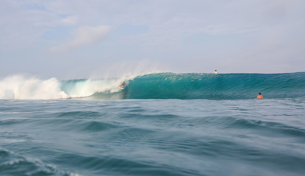 Photo: <a href=\"https://www.insectoart.com\">Carlos Palacios</a>