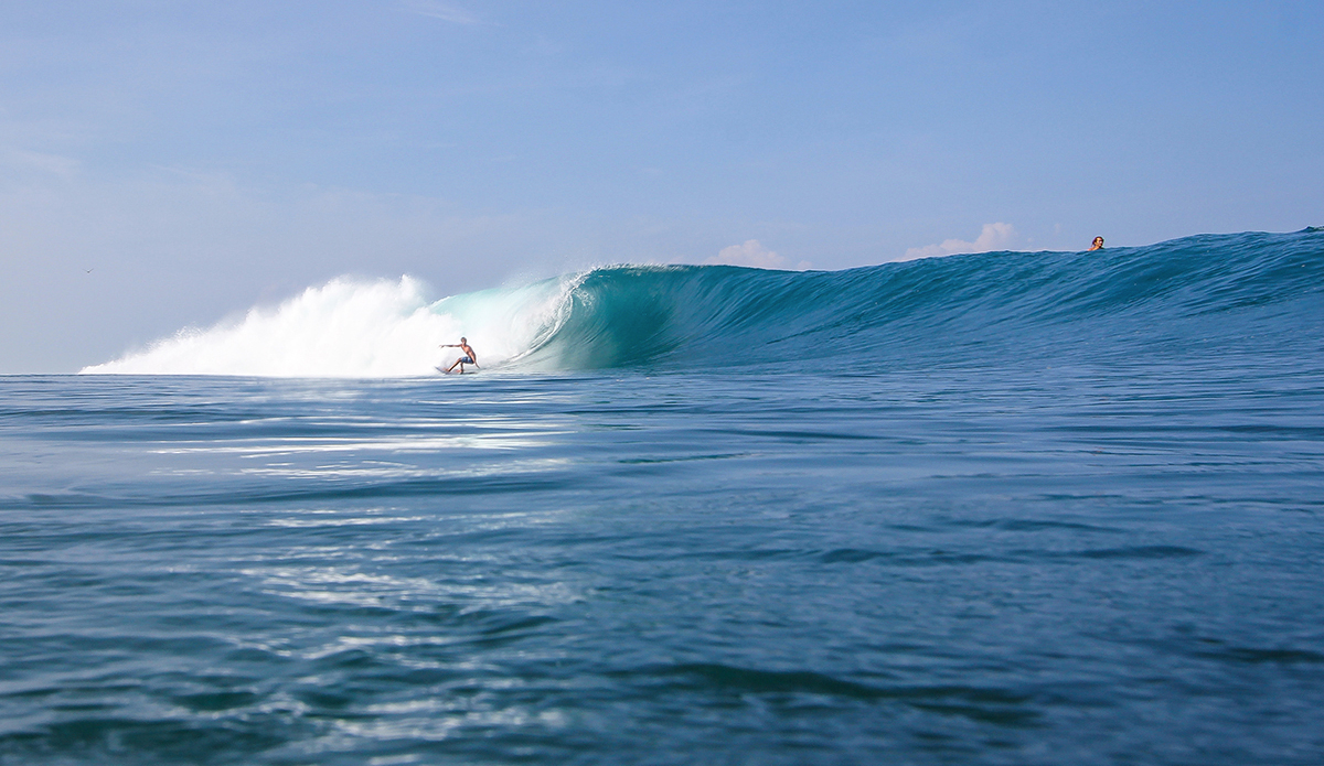 Photo: <a href=\"https://www.insectoart.com\">Carlos Palacios</a>