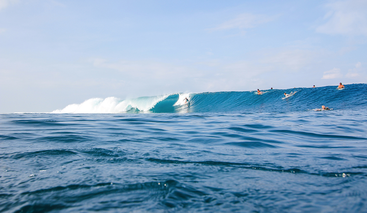 Photo: <a href=\"https://www.insectoart.com\">Carlos Palacios</a>