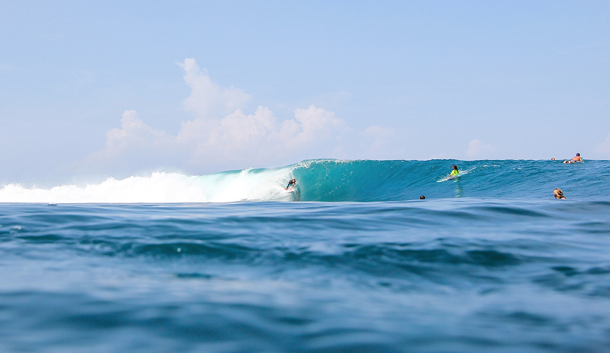 Photo: <a href=\"https://www.insectoart.com\">Carlos Palacios</a>