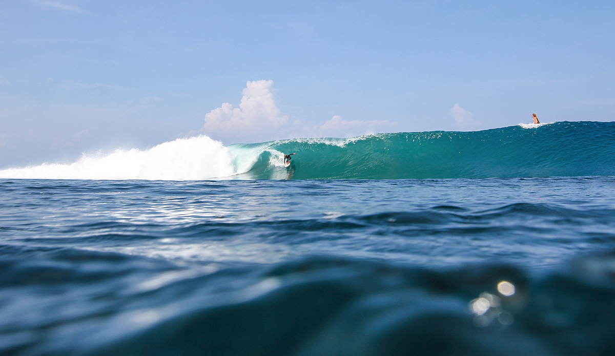 Photo: <a href=\"https://www.insectoart.com\">Carlos Palacios</a>