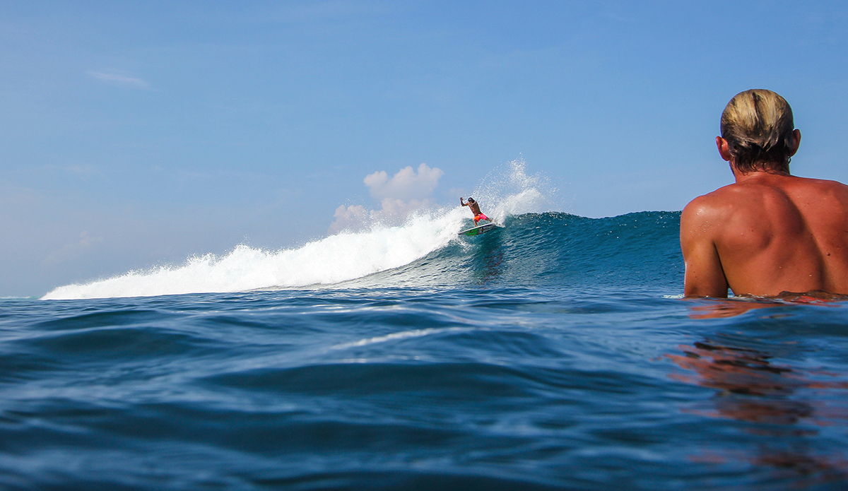 Photo: <a href=\"https://www.insectoart.com\">Carlos Palacios</a>