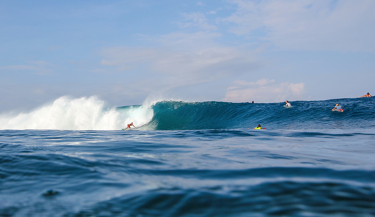 Photo: <a href=\"https://www.insectoart.com\">Carlos Palacios</a>