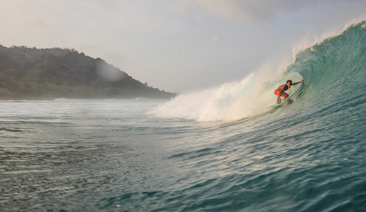 Photo: <a href=\"https://www.insectoart.com\">Carlos Palacios</a>