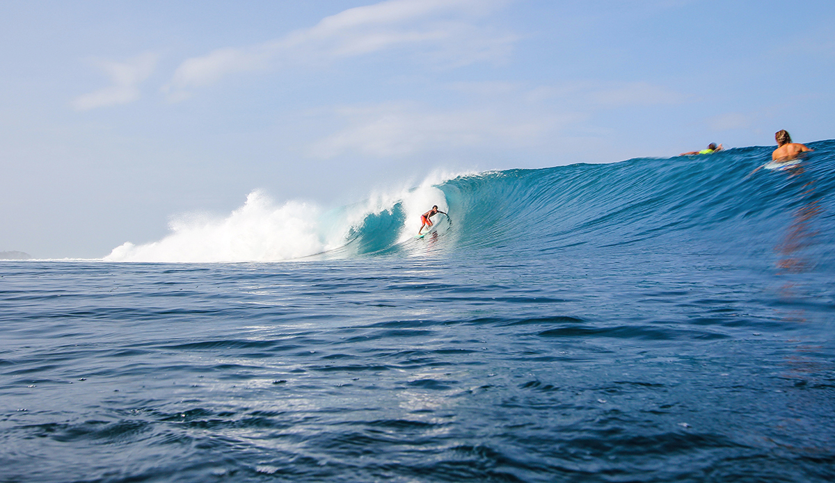 Photo: <a href=\"https://www.insectoart.com\">Carlos Palacios</a>