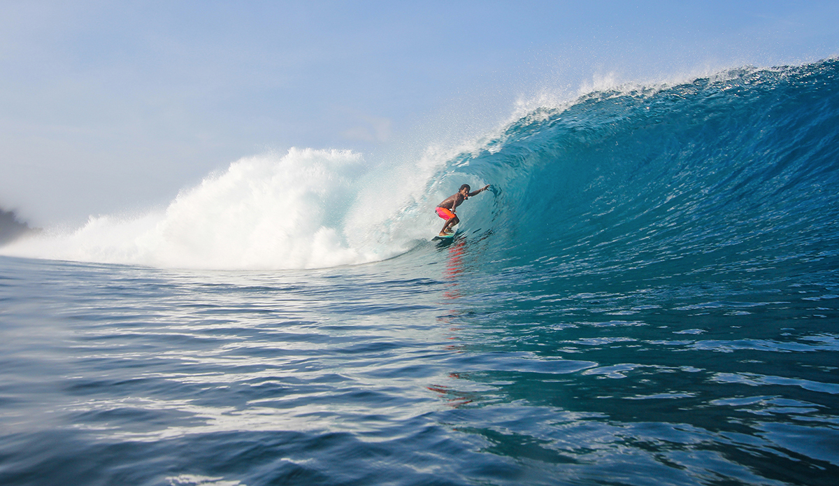 Photo: <a href=\"https://www.insectoart.com\">Carlos Palacios</a>